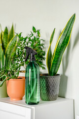 Lots of green plants in pots at home. A stylish and botanical composition of a home indoor garden.