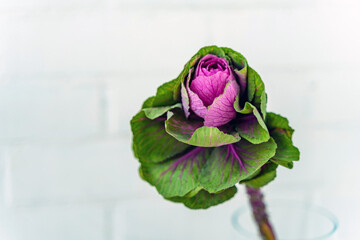 Beautiful decorative cabbage on a white wall background. An unusual flower for a bouquet