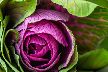Beautiful decorative cabbage on a white wall background. An unusual flower for a bouquet
