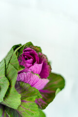 Beautiful decorative cabbage on a white wall background. An unusual flower for a bouquet