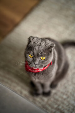 Funny grey cat Scottish fold in a red cowboy bandana at home