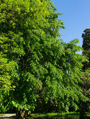 Big old Linden. Bright green leaves of Tilia linden tree in spring Arboretum Park Southern Cultures in Sirius (Adler) Sochi. Selective focus. Nature concept