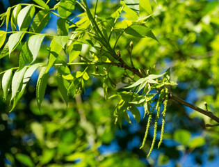 Close-up new leaves with flowers of the Pecan nut tree (Carya illinoinensis). Male inflorescence on pecan branches. Spring Arboretum Park Southern Cultures in Sirius (Adler) Sochi. Selective focus.