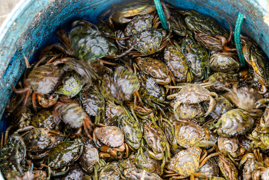 Many of the small green crabs are in the basket in the harbor by Atlantic Ocean. Fishermen use crabs as a bait for octopuses.