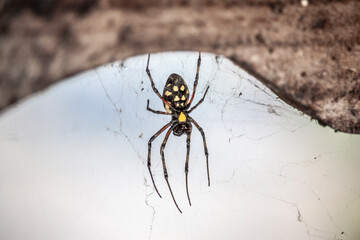 Spider