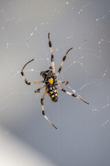 Spider