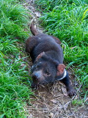 タスマニアデビル　寝そべっている姿　お昼寝
