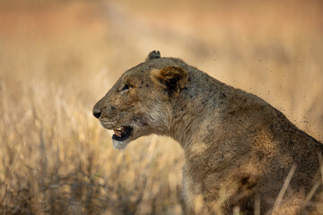 Lioness