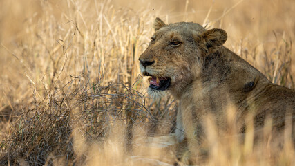 Lioness