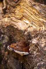 subkingdom: higher mushrooms, reishi mushroom