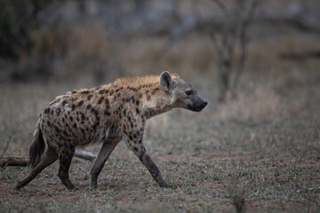Spotted hyena