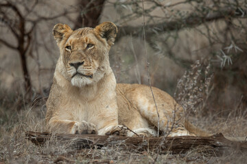 Lioness