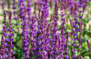 Blossom purple sage on semicircular terraces in city park Krasnodar or Galitsky park in sunny spring 2021. Nature concept with blurred background and close-up selective focus on flowers