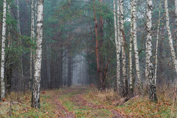 Fototapeta premium Leśna ścieżka pomiędzy brzozami