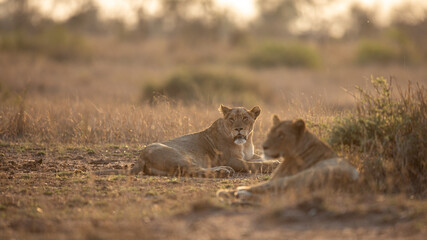Lions
