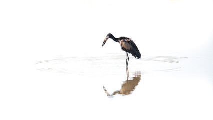 African openbill