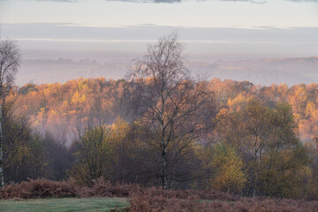 Fototapeta premium Golden autumnal fall tree and leaf colours at the Downs Banks, Barlaston in Staffordshire.