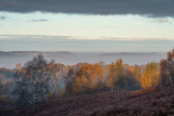 Golden autumnal fall tree and leaf colours at the Downs Banks, Barlaston in Staffordshire.