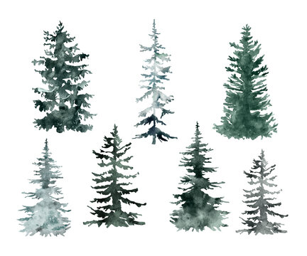 Watercolor pine trees graphic set. Hand painted forest tree illustration. Winter evergreen woods, isolated elements on white background. Great for Christmas cards, Holiday design.