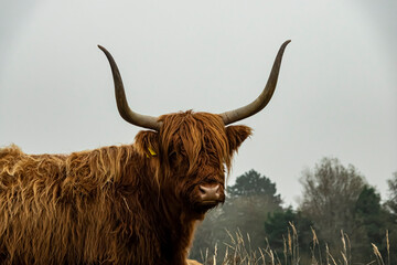 close up of an highlander cow