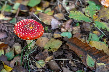 Red Amanite with white spots Alsace France. Fly agaric, red with white pustules. Close-up of the mushroom in the forest in autumn.