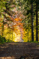 forest trail with brightly colored trees, vertical position