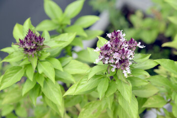 Fresh green and purple basil plant leaves. Common Basil, Sweet Basil.