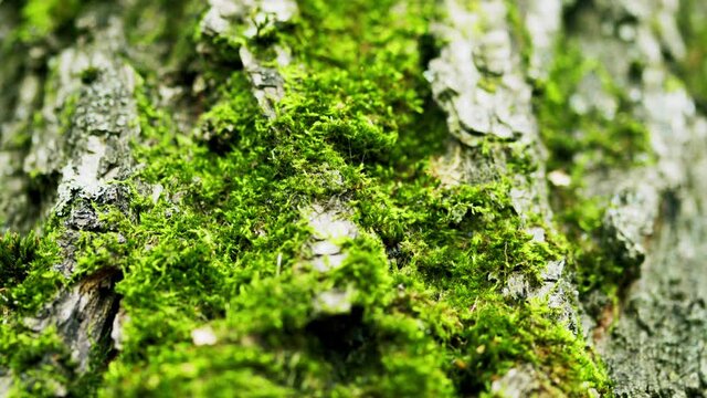 Rough bark texture sample of an old oak tree trunk covered with moss. Autumn sunny forest, Europe. Pull focus.