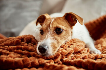 Tired dog sleep on couch. Lazy pet relaxed at home