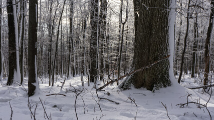 Panorama of a winter snow-covered forest on a sunny day. Snow on the ground and trees. Winter natural texture
