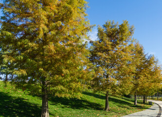 Fototapeta premium Bald Cypress Taxodium Distichum (swamp, white-cypress, gulf or tidewater red cypress) tree in public landscape city Park Krasnodar or Galitsky park in autumn 2021. Foliage has acquired autumn color