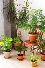 The unity of nature and people, home green plants in brown clay pots in the corner of the room near the window, biophilic design