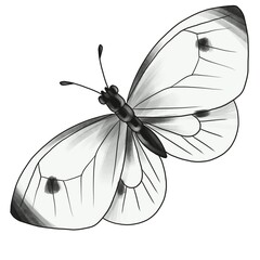 drawing cabbage white butterfly, Pieris brassicae isolated at white background, hand drawn illustration