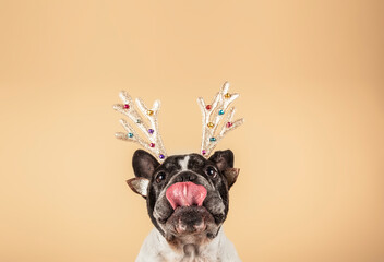 Christmas concept of funny french bulldog with tongue out wearing reindeer headband against light...
