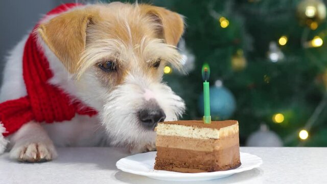 A dog in a red New Year's is eating a cake with a burning candle on the background of a Christmas tree.