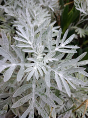 Plant with velvet leaves and raindrops