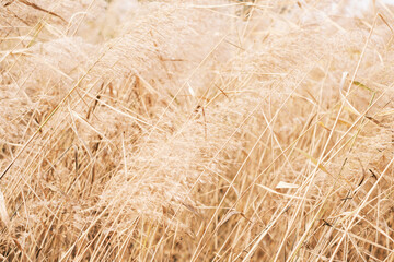 Brown pampas grass close-up, natural textures and background.