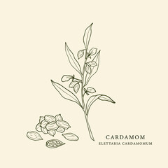 Hand drawn cardamom illustration. Botanical sketch
