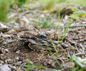 The beetle climbs on the bark.