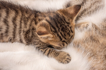 Kittens snuggled up on her mother to suck on breast milk.