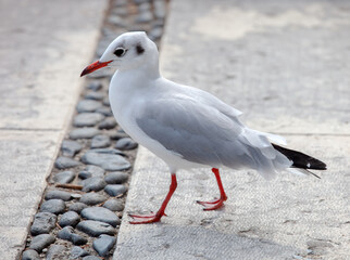 Möwe 