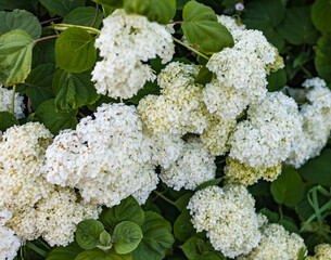 White Flowers Hydrangea tree-like close-up on a background of greenery in summer