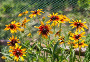 Yellow-brown Rudbeckia flowers in close-up against a background of greenery and metal mesh-in summer