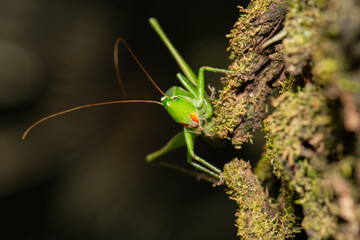 Esperança - Tettigoniidae Close frontal