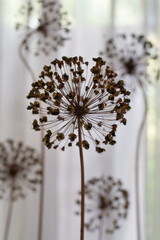 Dry onion inflorescences shaped like a coronavirus