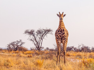 Cute giraffe in african savanna