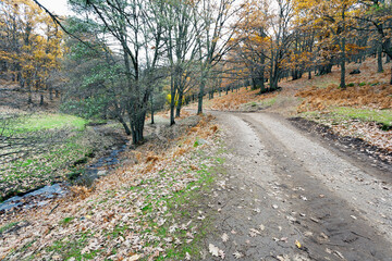 Castañar del Tiemblo. Sierra de Gredos. España. Europa