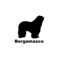 bergamasco