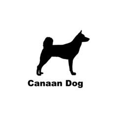 canaan dog