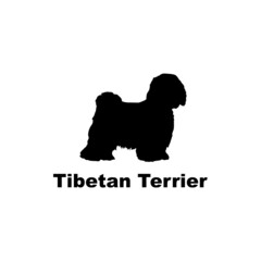 tibetan terrier